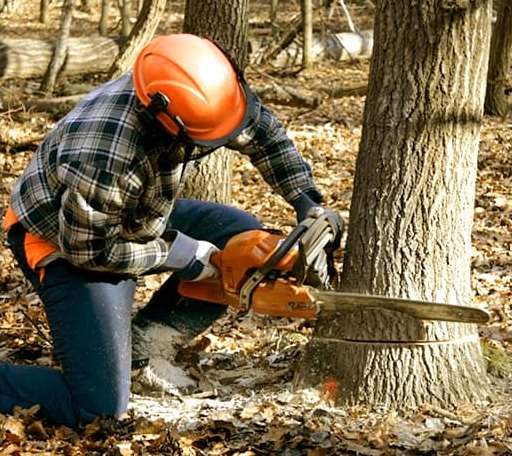 Tree Removal in Woodbridge, NJ